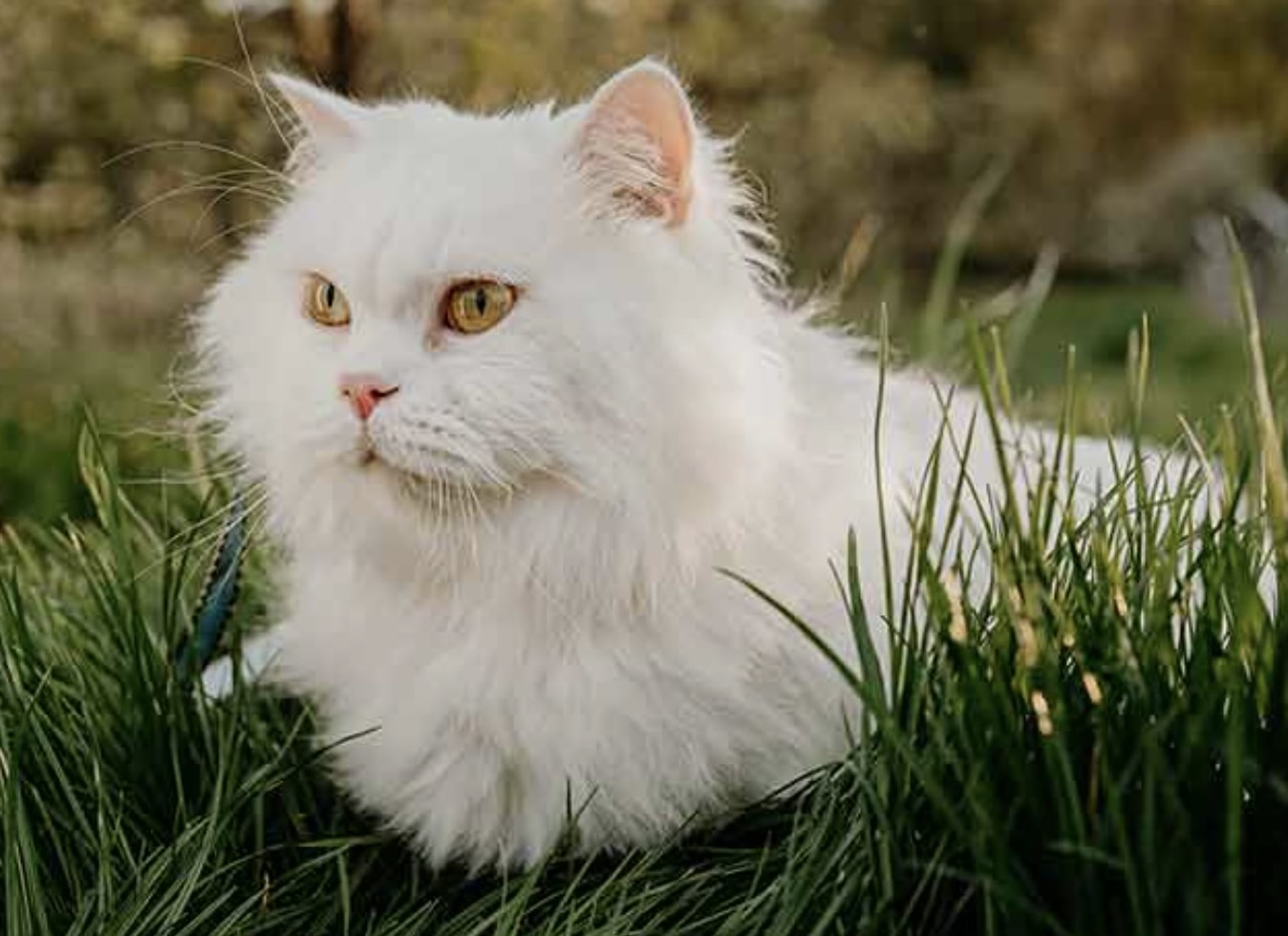 Whiskers the Persian Cat
