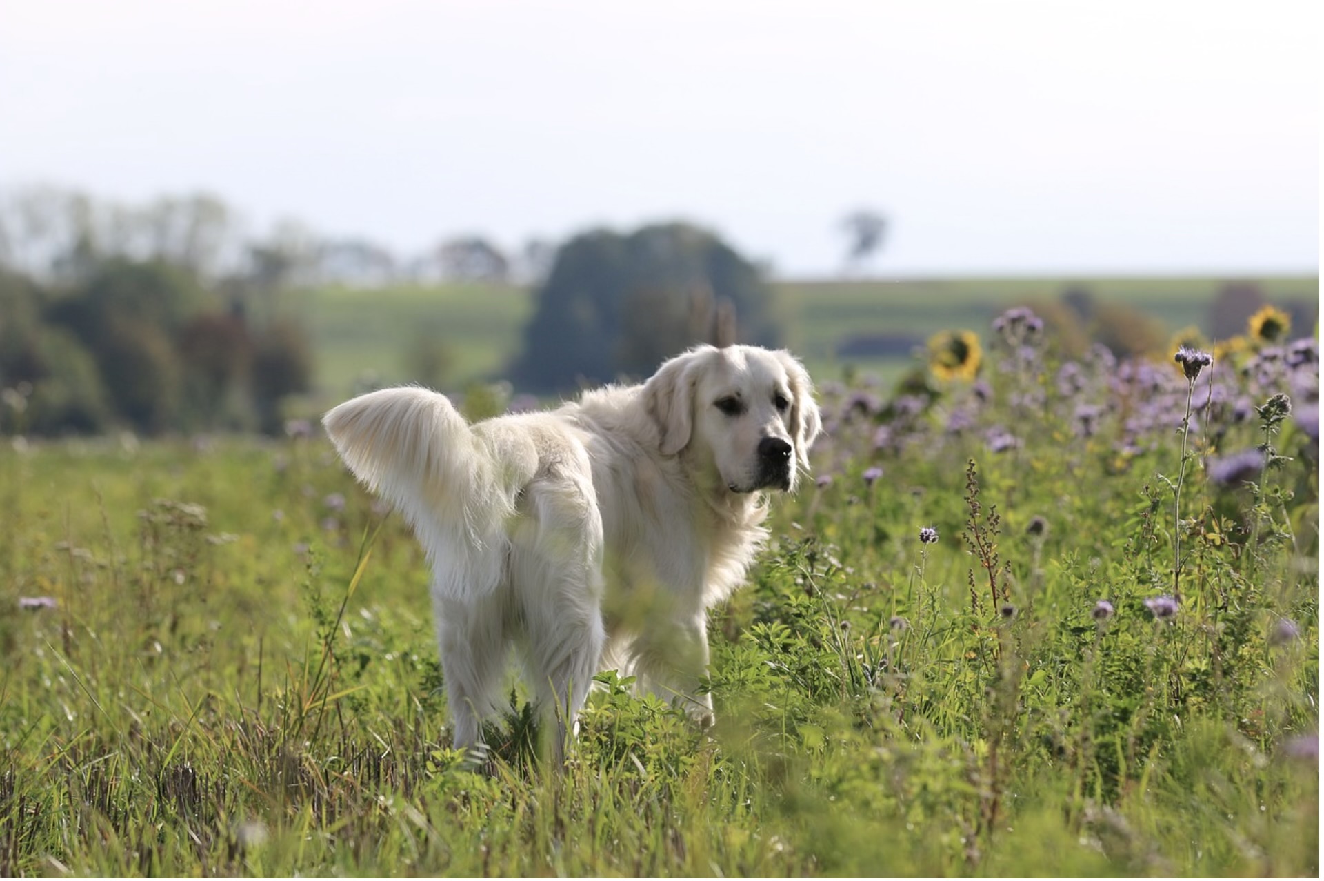 Max the Golden Retriever